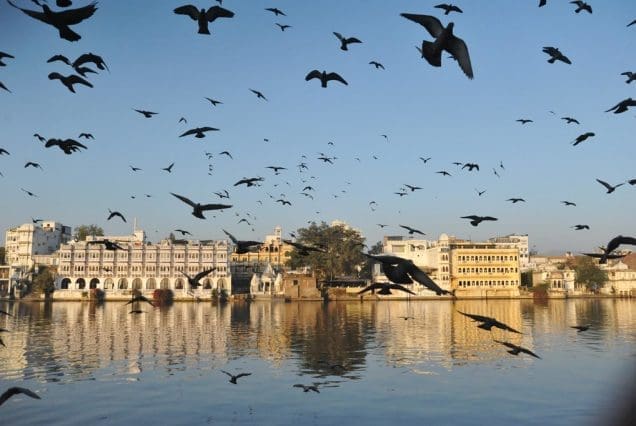 Morning view of a lake in Udaipur with flying birds and heritage buildings, a top spot among places to visit in Udaipur